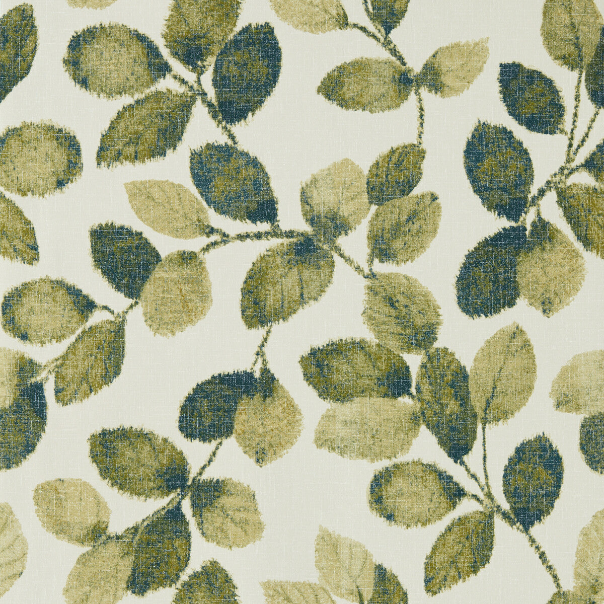 Northia-Olive Peacock Wp