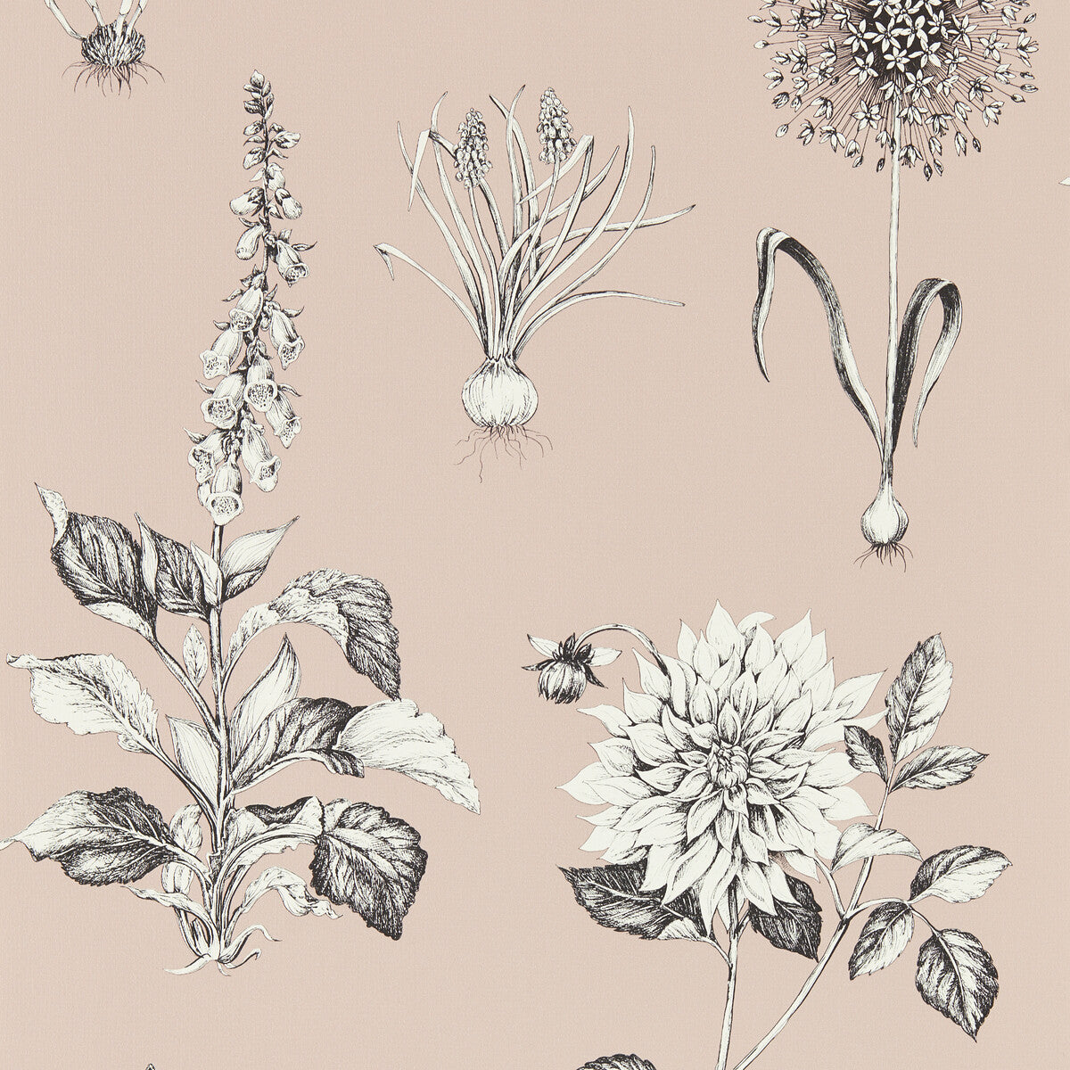 Roseraie-Blush Wp