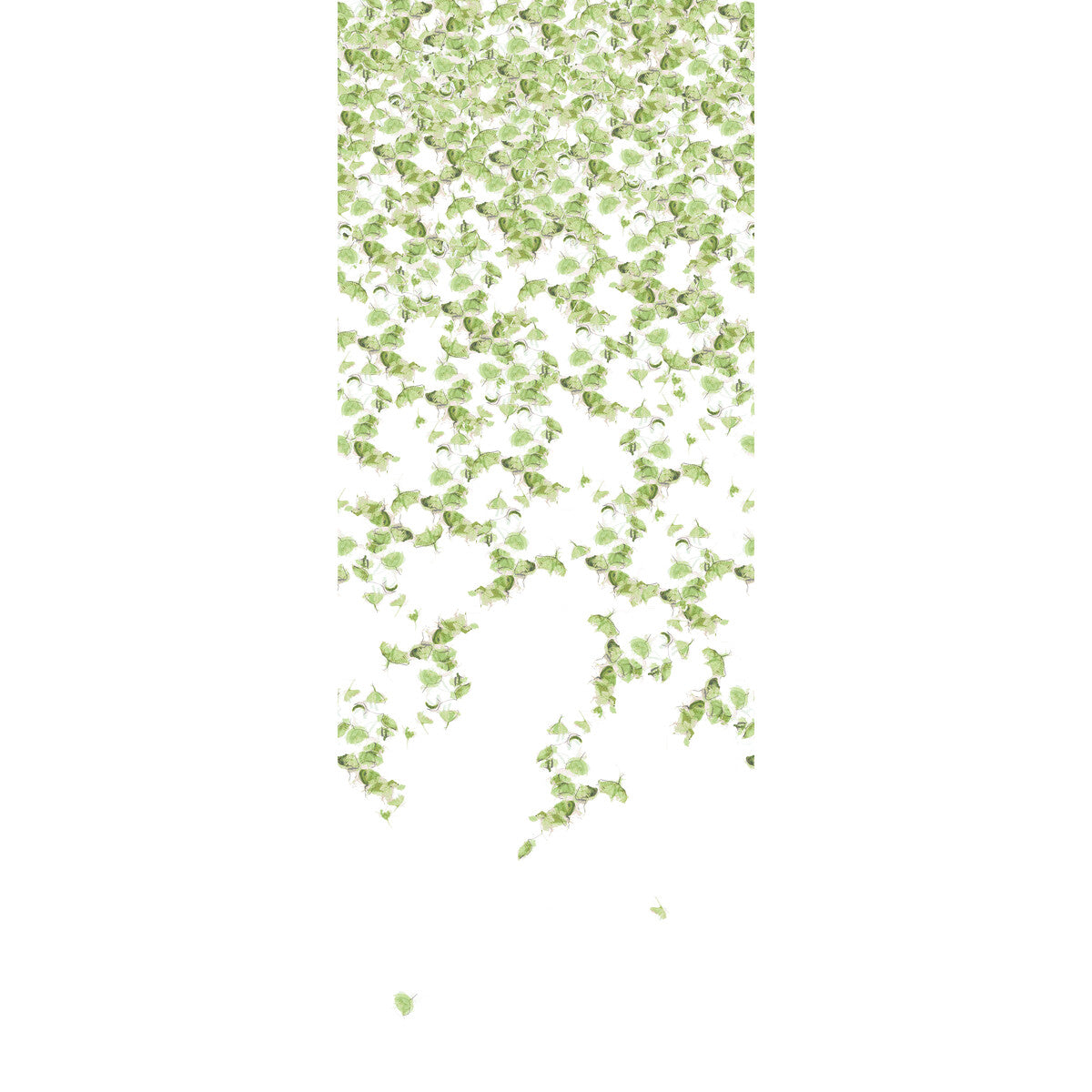 Falling Ginkgo-Summer