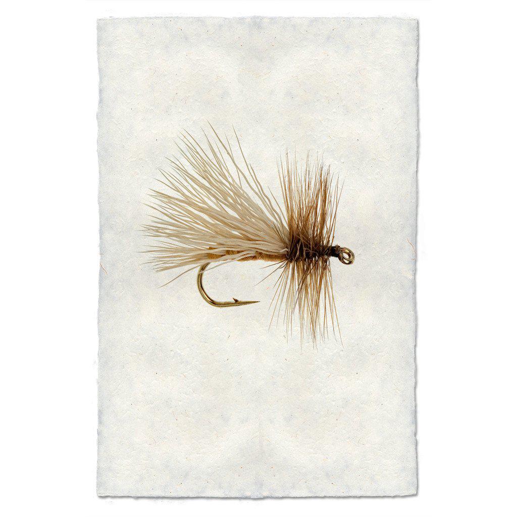 Visual Art Caddis Variant