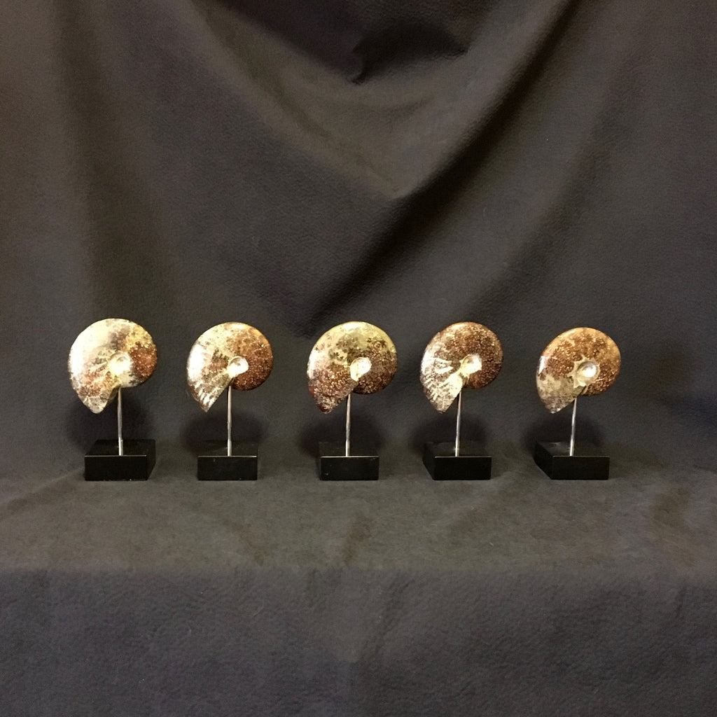 Set of 5 Ammonites on Black Marble Bases