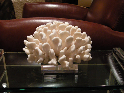 Finger Coral on Acrylic Base