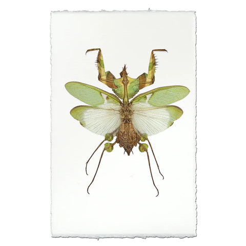 Visual Art Green Mantis