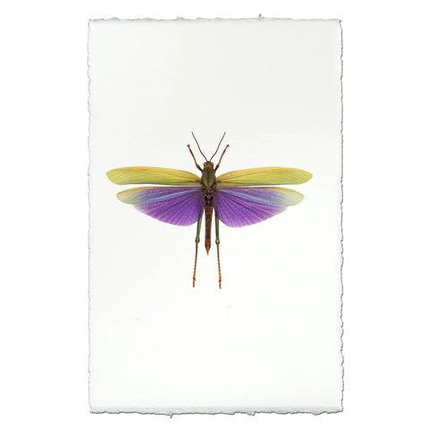 Visual Art Purple Grasshopper