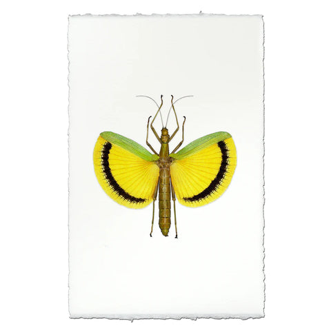 Visual Art Yellow Stick Bug